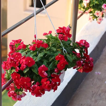 Elarad Gasthuis Vlorë